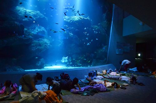 夏休みの特別企画、夜の生き物の姿を観察！ すみだ水族館「おやこでお泊り水族館」開催！ | キッズイベント