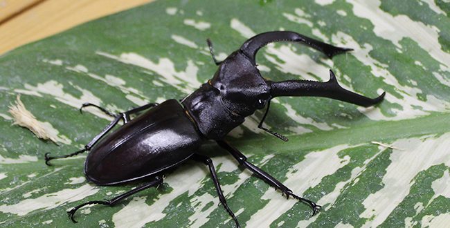 夏休みは小・中学生の入館無料！カブトムシ、クワガタとの触れあい！熱帯の昆虫と食虫植物（板橋区立熱帯環境植物館） | キッズイベント