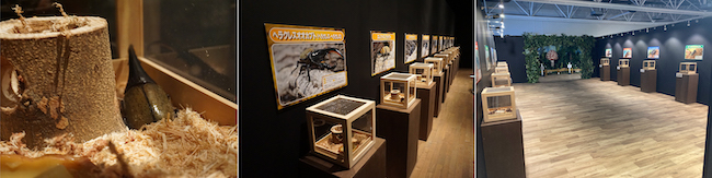体感するファーブル昆虫展in横浜赤レンガ倉庫の画像