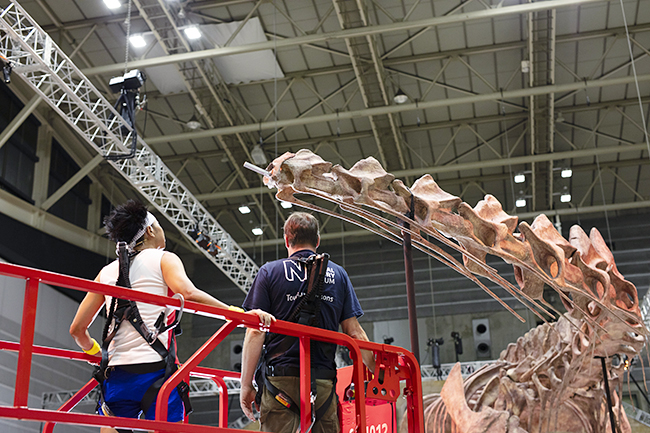 巨大恐竜展2024：全長約37メートルのパタゴティタン・マヨルムの頭骨 組み立て作業の写真