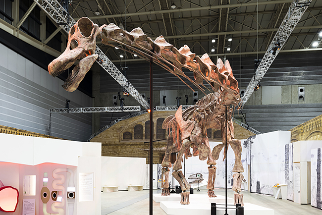 巨大恐竜展2024：全長約37メートルのパタゴティタン・マヨルムの頭骨 組み立て作業の写真