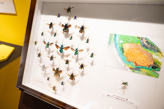 昆虫の不思議や魅力、驚きの多様性に迫る！ 特別展「昆虫マニアック」レポートの写真