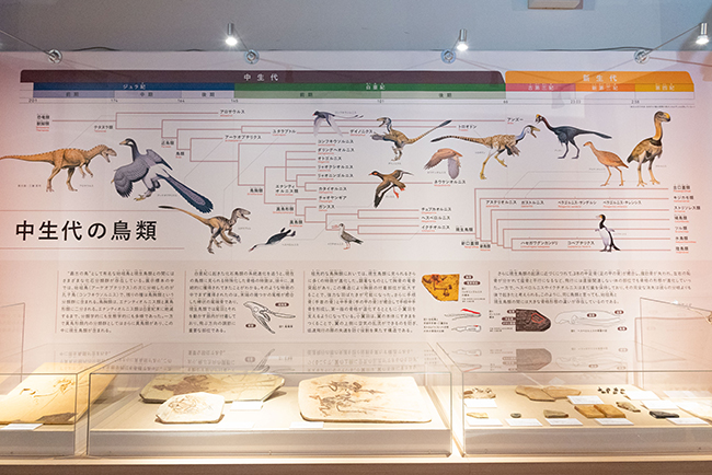 特別展「鳥 ～ゲノム解析が解き明かす新しい鳥類の系統～」レポートの写真