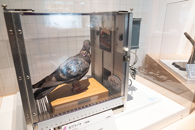 特別展「鳥 ～ゲノム解析が解き明かす新しい鳥類の系統～」レポートの写真