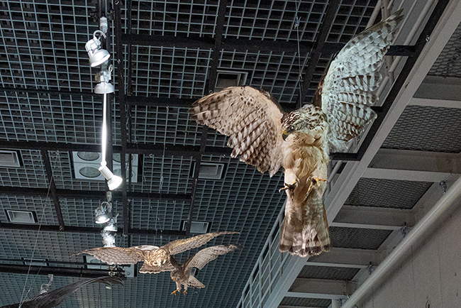 特別展「鳥 ～ゲノム解析が解き明かす新しい鳥類の系統～」レポートの写真