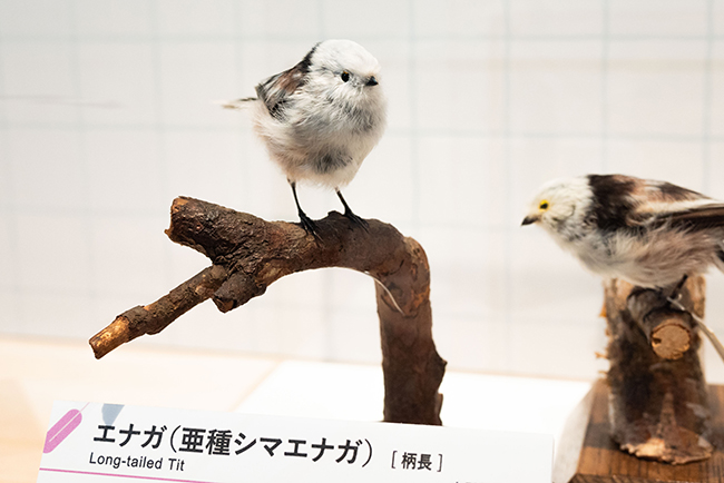 特別展「鳥 ～ゲノム解析が解き明かす新しい鳥類の系統～」レポートの写真