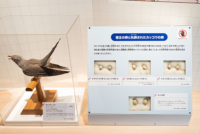 特別展「鳥 ～ゲノム解析が解き明かす新しい鳥類の系統～」レポートの写真