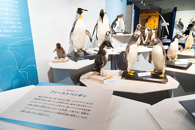 特別展「鳥 ～ゲノム解析が解き明かす新しい鳥類の系統～」レポートの写真