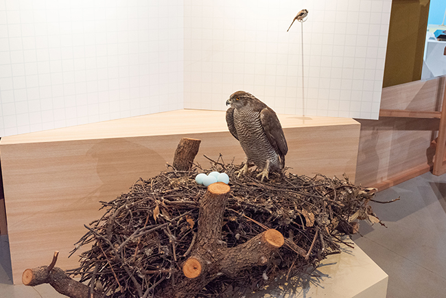 特別展「鳥 ～ゲノム解析が解き明かす新しい鳥類の系統～」レポートの写真