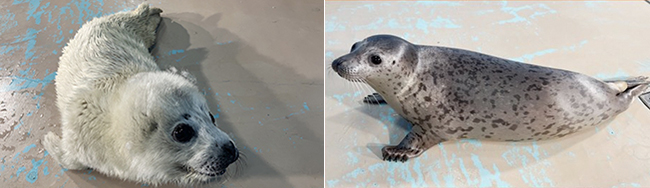 へんしんっ！展 〜いきものたちの能力！〜（しながわ水族館）の画像